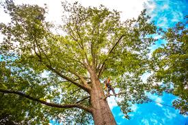 Best Tree Preservation Services  in Bangs, TX