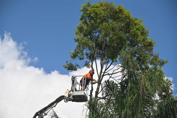 Trusted Bangs, TX Tree Removal Services Experts