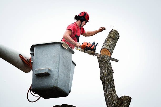 Best Fruit Tree Pruning  in Bangs, TX