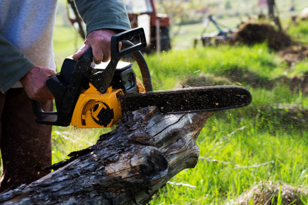 Best Storm Damage Tree Cleanup  in Bangs, TX